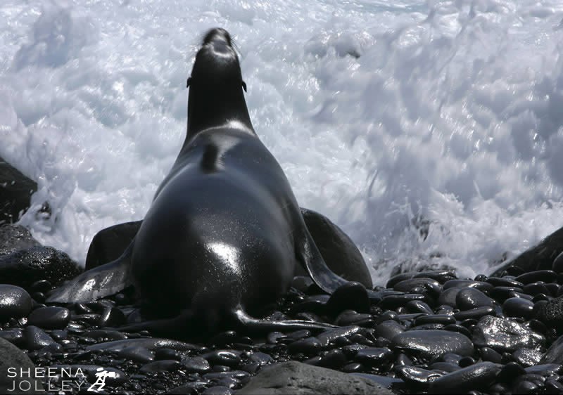 Wall Of Water (in colour).jpg - Galapagos Sea lion